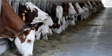 Büyükbaş kurbanlık fiyatları 84 Bin TL’den başlıyor