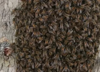 İstanbul’da arılar ile ilgili endişeler birçok ilçeyi etkiliyor