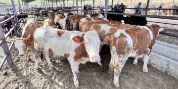 Kurban Bayramı için Tarım ve Orman Bakanlığı, tüm önlemleri aldı
