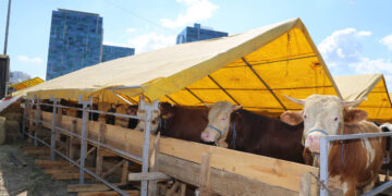 Kurban pazarlarında yüzde 80’e varan oranda büyükbaş hayvan satışı gerçekleşti