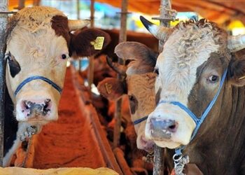 Kurbanlık satışları hız kazanırken, paylaşımlı büyükbaş satışları yükseldi