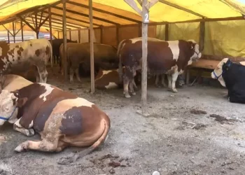 Kurbanlık hayvanlar Ataşehir’de kaçtı, sahipleri peşlerinden koştu