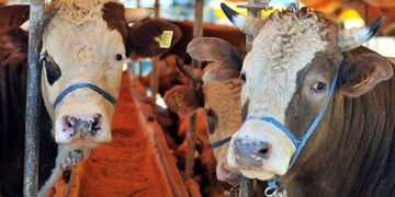 Kurbanlık satışları hız kazanırken, paylaşımlı büyükbaş satışları yükseldi