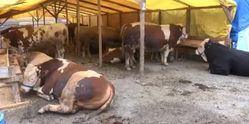 Kurbanlık hayvanlar Ataşehir’de kaçtı, sahipleri peşlerinden koştu
