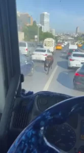 kurbanlik kacti habermeydan