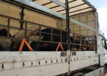 Muş Malazgirt’ten kurbanlık sevkiyatı başladı