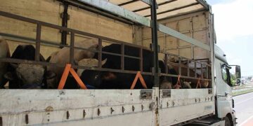 Muş Malazgirt’ten kurbanlık sevkiyatı başladı