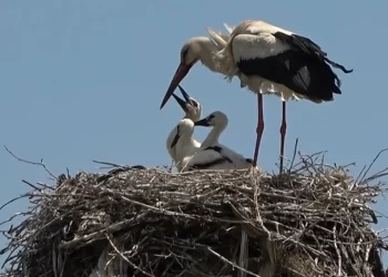 Muş Ovası’nda bulunan leylekler yavrularını göçe hazırlıyor