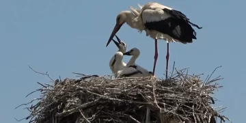 Muş Ovası’nda bulunan leylekler yavrularını göçe hazırlıyor