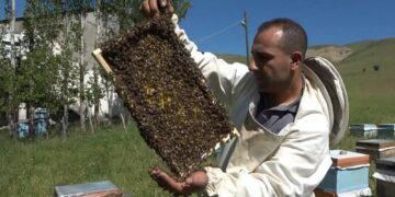 Muş’ta arıcılıkta zahmetli oğul toplama dönemi başladı