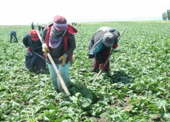 Muş’ta kadın tarım işçileri pancar üretimi mesaisinde
