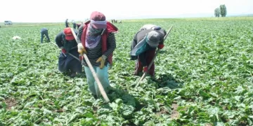 Muş’ta kadın tarım işçileri pancar üretimi mesaisinde