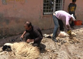 Muş’ta koyun kırkma sezonu başladı