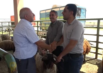 Muş’ta kurban pazarlarında sıkı pazarlıklar devam ediyor