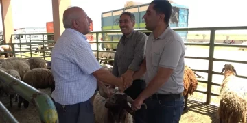 Muş’ta kurban pazarlarında sıkı pazarlıklar devam ediyor
