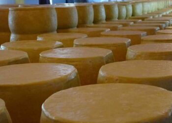 Muş’ta üretilen eski kaşar peyniri coğrafi işaret belgesi aldı