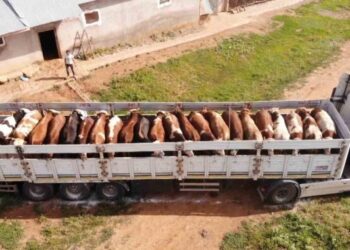 Muş’tan batıya kurbanlık sevkiyatı sürüyor