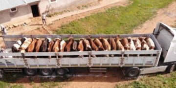 Muş’tan batıya kurbanlık sevkiyatı sürüyor