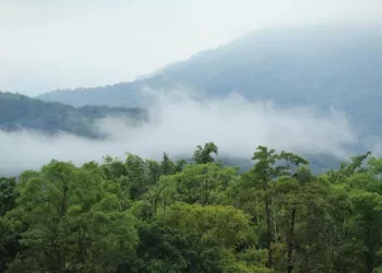 İsviçre büyüklüğünde yağmur ormanı yok edildi