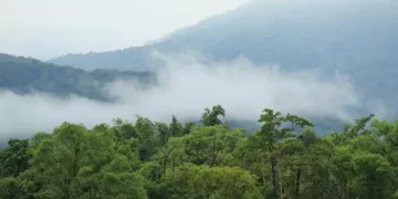 İsviçre büyüklüğünde yağmur ormanı yok edildi