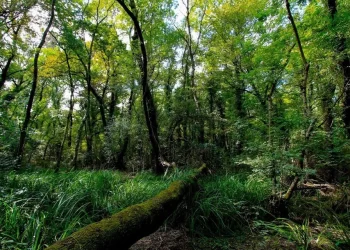Samsun’daki ormanlık alanlara 4 ay süreyle girişler yasaklandı