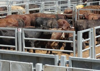 Trabzon’da şap hastalığı tedirginliği: Hayvan giriş ve çıkışları durduruldu