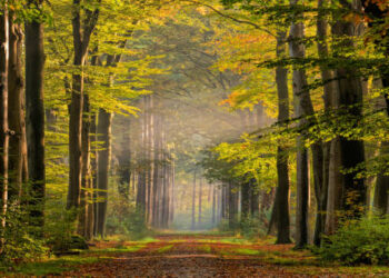 İçişleri Bakanlığı’ndan genelge! 31 Ekim’e kadar orman alanlarına girişler yasak