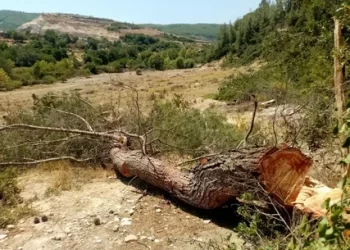 Muğla Valiliği’nden Akbelen açıklaması! 130 bin fidan dikilecek
