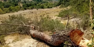 Muğla Valiliği’nden Akbelen açıklaması! 130 bin fidan dikilecek
