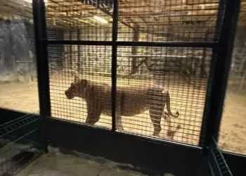 ‘Beykoz’da aslan firar etti’ iddiası