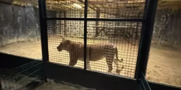 ‘Beykoz’da aslan firar etti’ iddiası