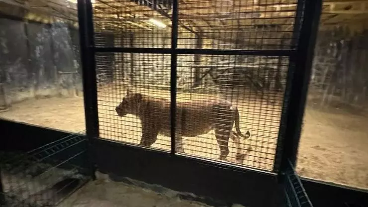 'Beykoz'da aslan firar etti' iddiası aslan habermeydan