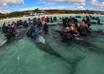 Avusturalya’da 51 pilot balina sahile vurdu!