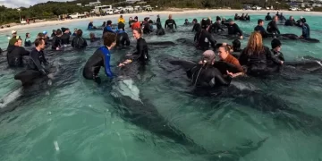 Avusturalya’da 51 pilot balina sahile vurdu!