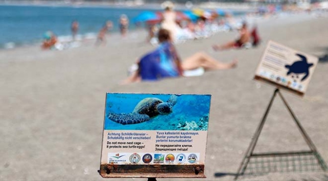 Carettalar yeni bir rekora imza atıyor: Yuva sayısı 500'e çıktı! caretta habermeydan