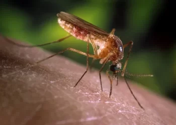 DSÖ: Dünya nüfusunun yarısı risk altında!