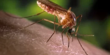 DSÖ: Dünya nüfusunun yarısı risk altında!