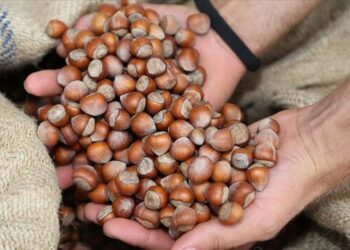 Fındık üreticileri, fiyatların yükselmesini talep ediyor