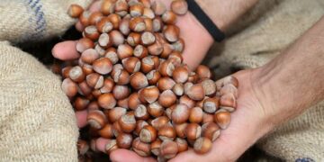 Fındık üreticileri, fiyatların yükselmesini talep ediyor