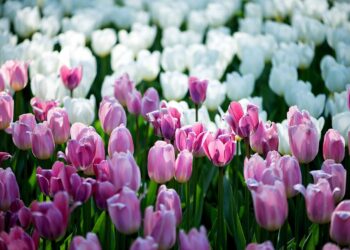 İstanbul Lalesi’nin üretimi yeniden başlatılacak