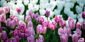 İstanbul Lalesi’nin üretimi yeniden başlatılacak