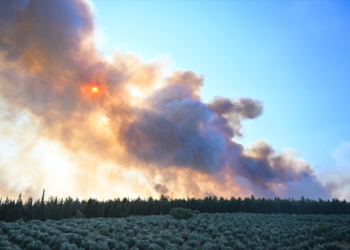 İzmir'de orman yangını! İzmir’de orman yangını!