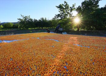 Kayısı hasat sezonu