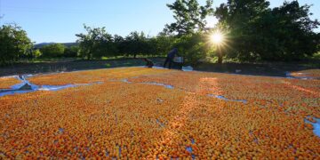 Kayısı hasat sezonu
