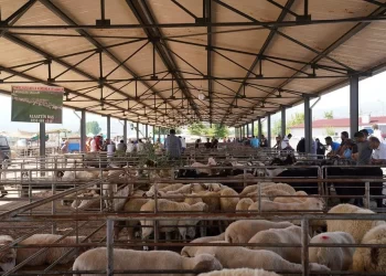 Tokat’ta endişe verici durum! ‘Mavi dil’ nedeniyle hayvanlara karantina uygulaması başlatıldı