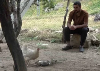Muş’lu çobanın çabası sayesinde keklik yavruları yumurtadan çıktı