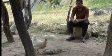 Muş’lu çobanın çabası sayesinde keklik yavruları yumurtadan çıktı