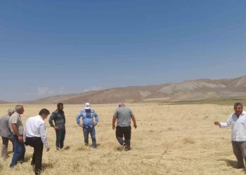 Muş Malazgirt’te dolu yağışı ekili alanlara büyük zarar verdi