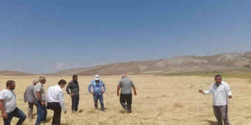 Muş Malazgirt’te dolu yağışı ekili alanlara büyük zarar verdi