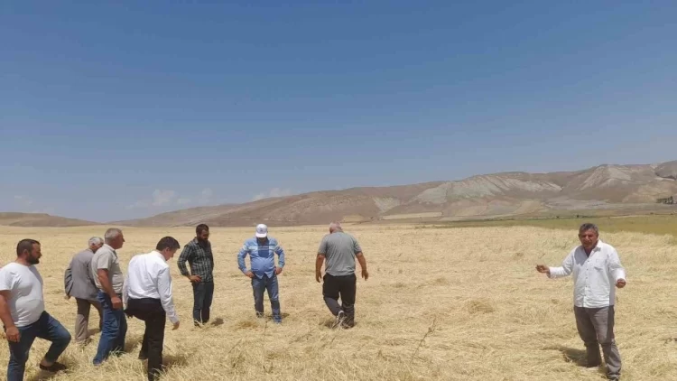 Muş Malazgirt'te dolu yağışı ekili alanlara büyük zarar verdi mus malazgirt te dolu yagisi tarim arazilerine buyuk zarar verdi habermeydan